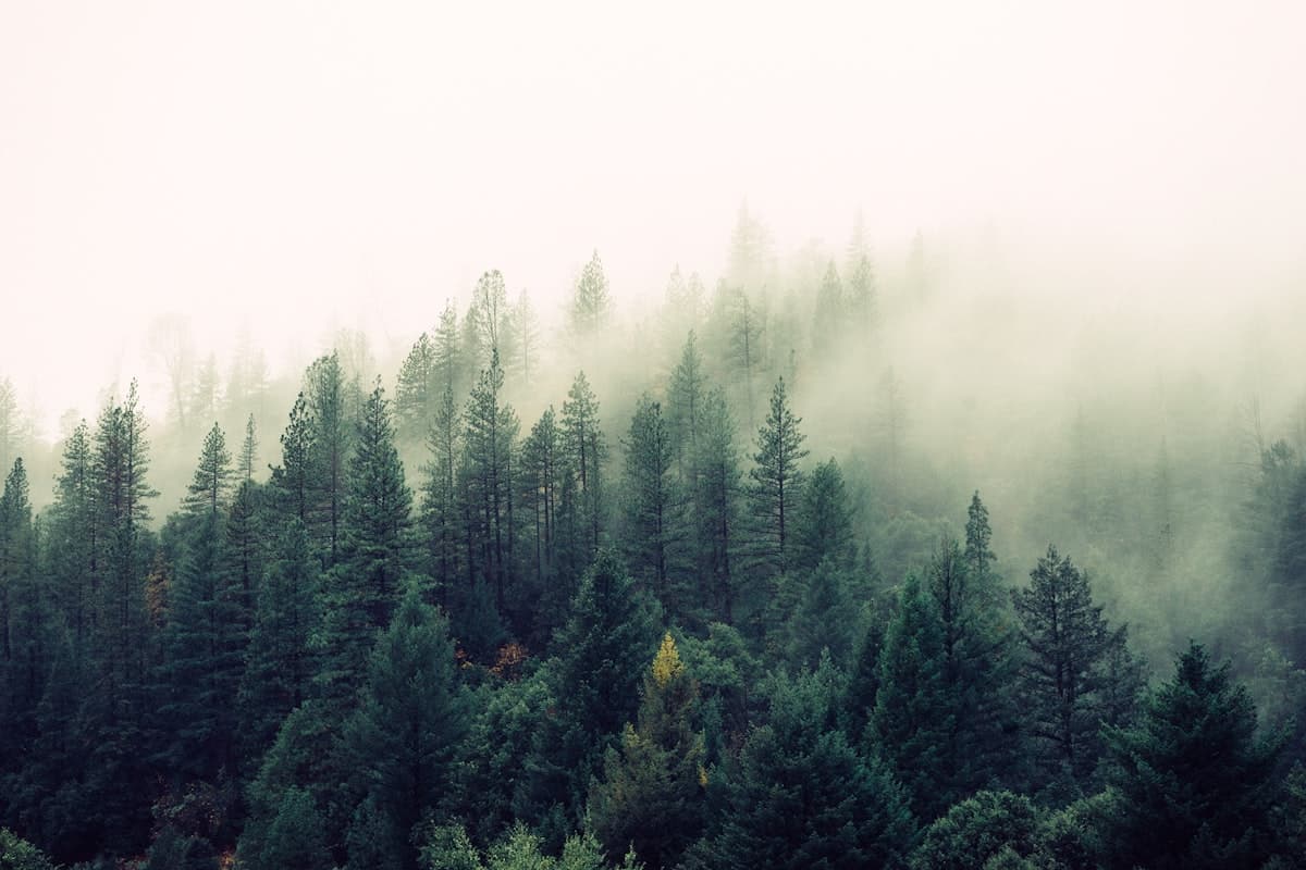 Calming forest scene